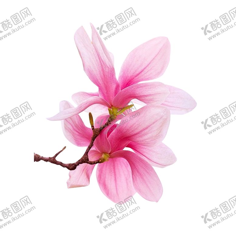 编号：74742212250211274991【酷图网】源文件下载-桃花