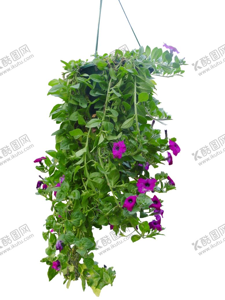 编号：54031610111106243736【酷图网】源文件下载-盆栽吊植物