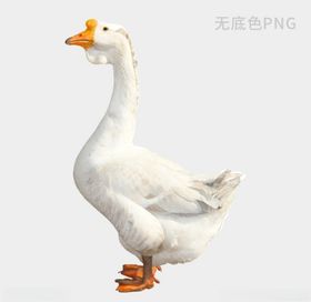 家禽鹅白鹅