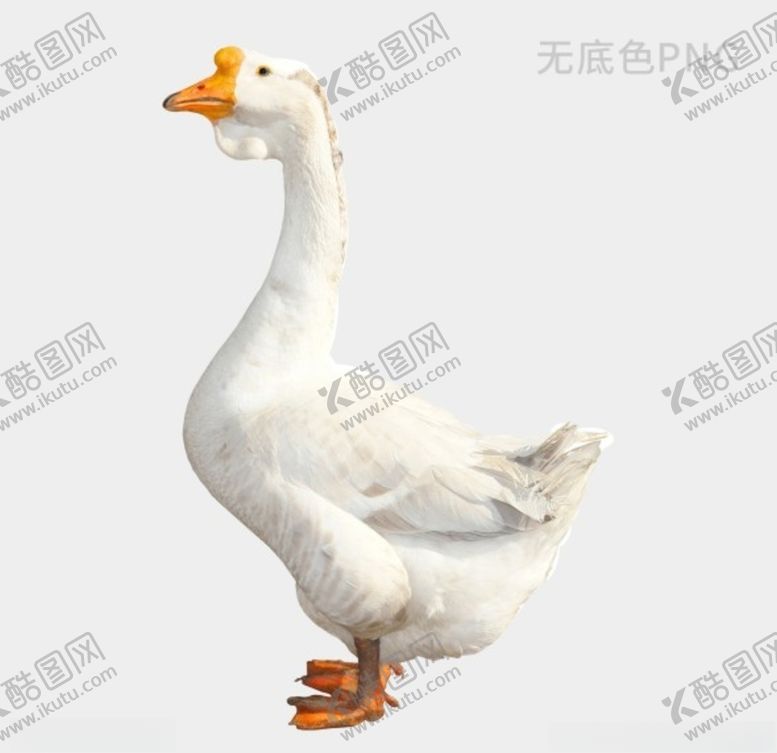 编号：92700510040747139780【酷图网】源文件下载-家禽鹅白鹅