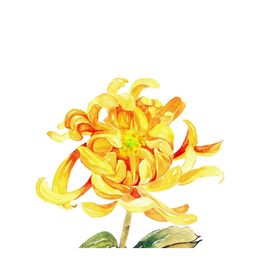 菊花装饰