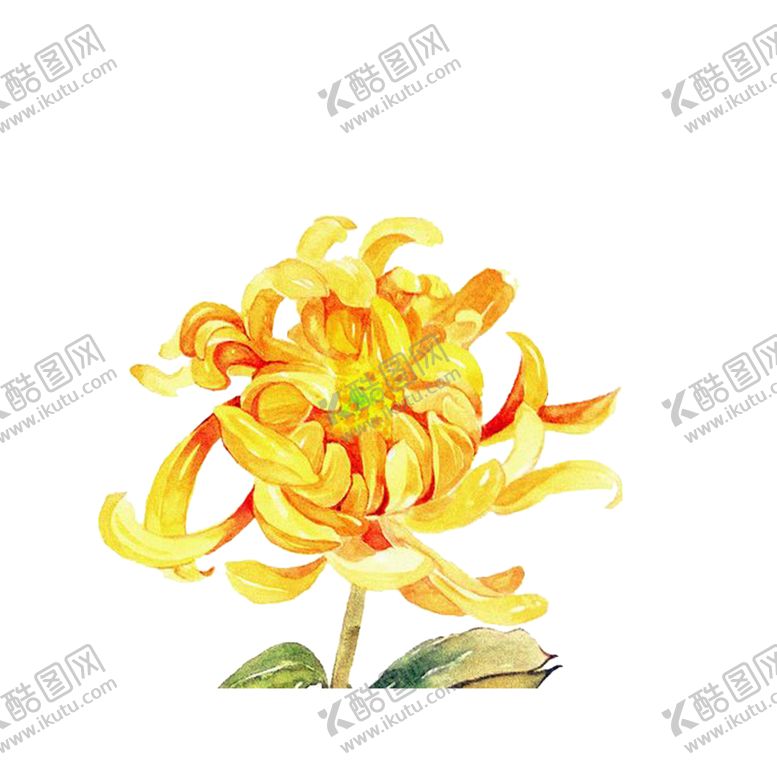 编号：73753606170712228393【酷图网】源文件下载-菊花装饰