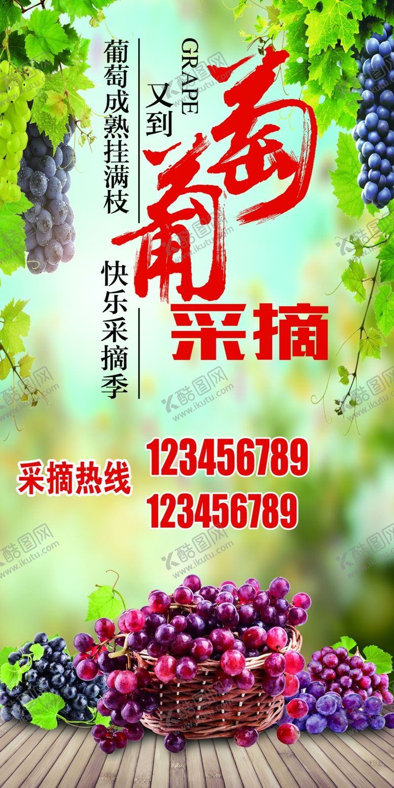 编号：64140510041940268905【酷图网】源文件下载-葡萄采摘