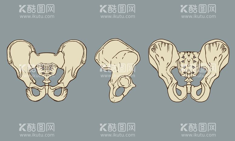 编号：34418511201436288926【酷图网】源文件下载-盆骨骨骼