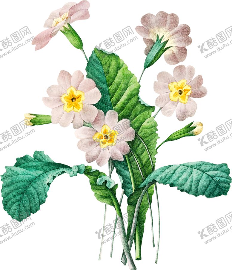 编号：94214902050143072093【酷图网】源文件下载-英式复古玫瑰花卉艺术装饰PNG