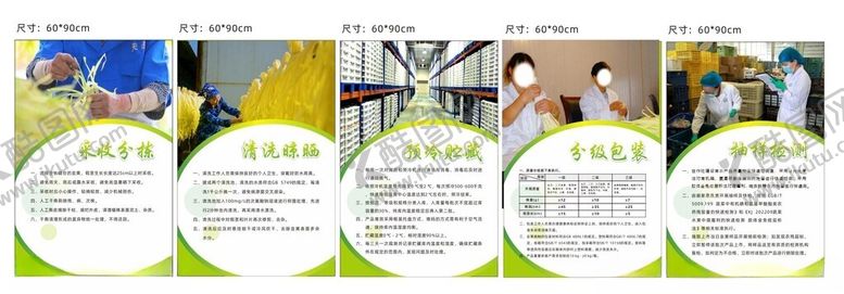 编号：44441601171048259393【酷图网】源文件下载-韭菜韭黄加工清洗流程
