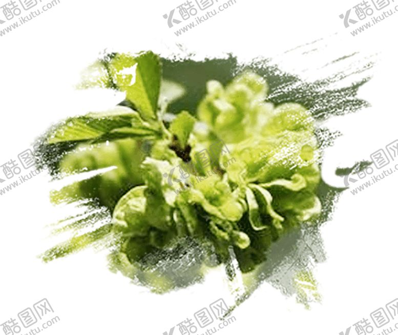编号：68576007080637206975【酷图网】源文件下载-植物