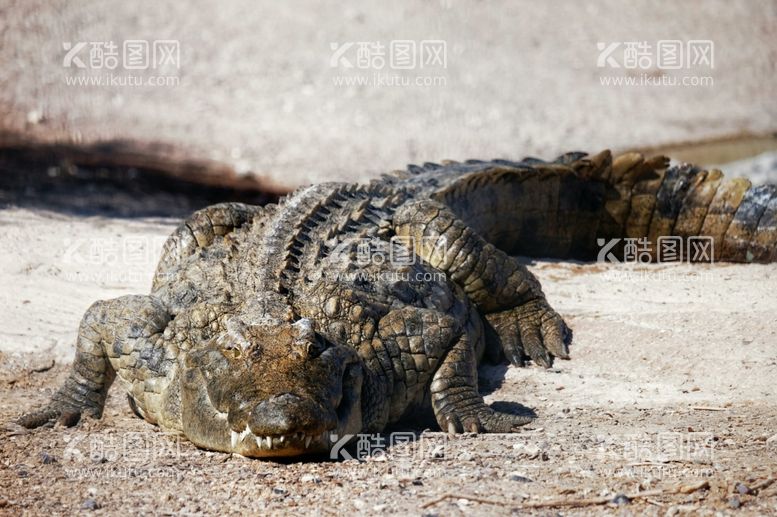 编号：68932812210155495751【酷图网】源文件下载-鳄鱼