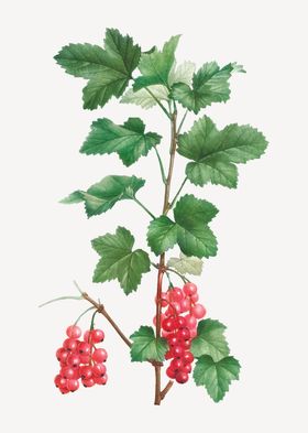 花纹