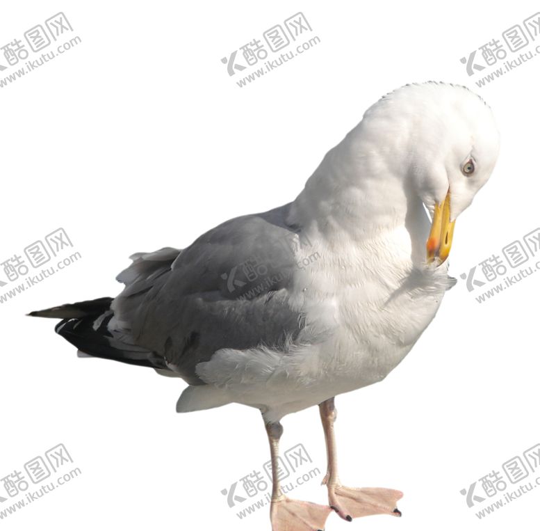编号：80431704170017106924【酷图网】源文件下载-海鸥