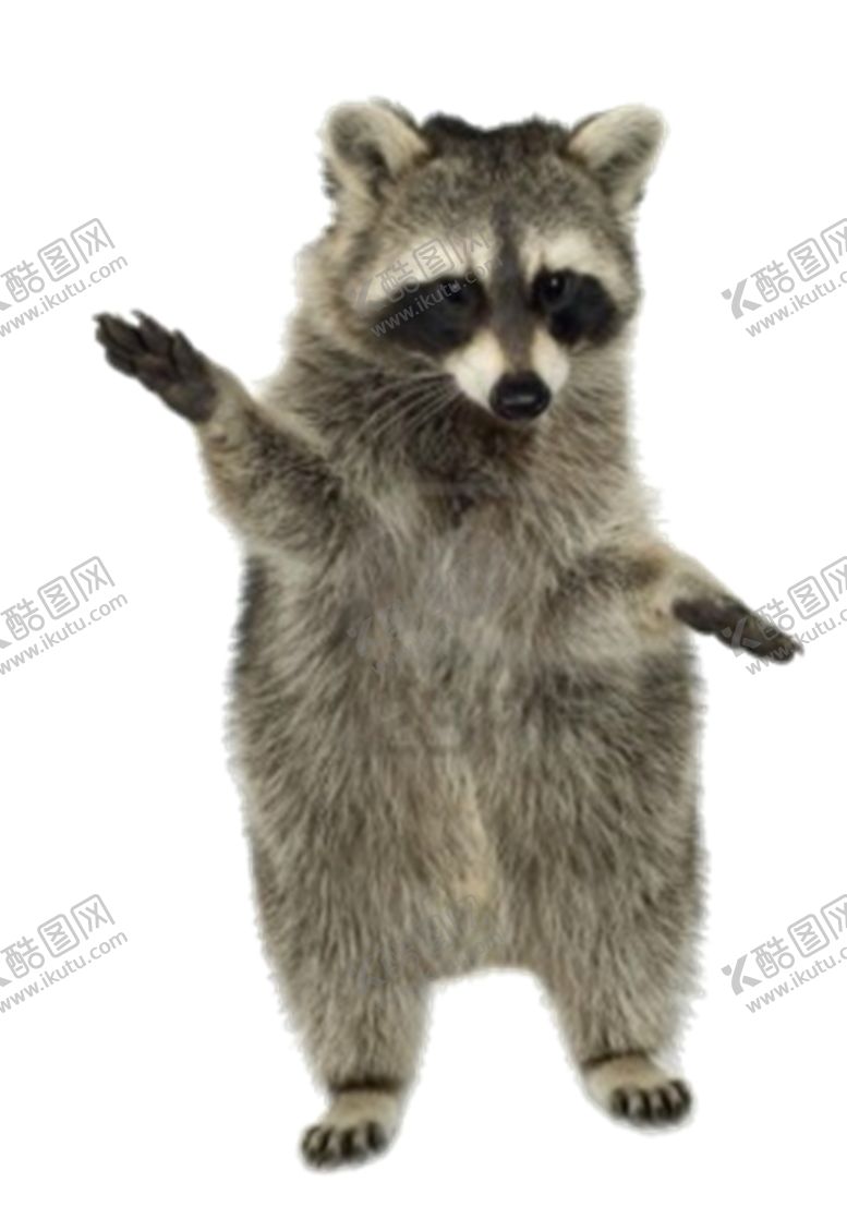 编号：83499209211146515854【酷图网】源文件下载-浣熊