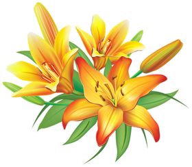 百合