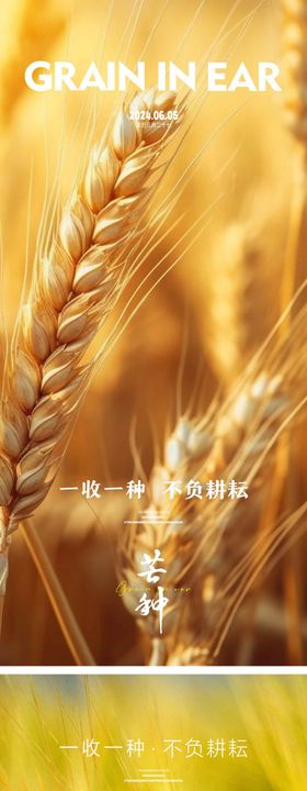 芒种节气海报