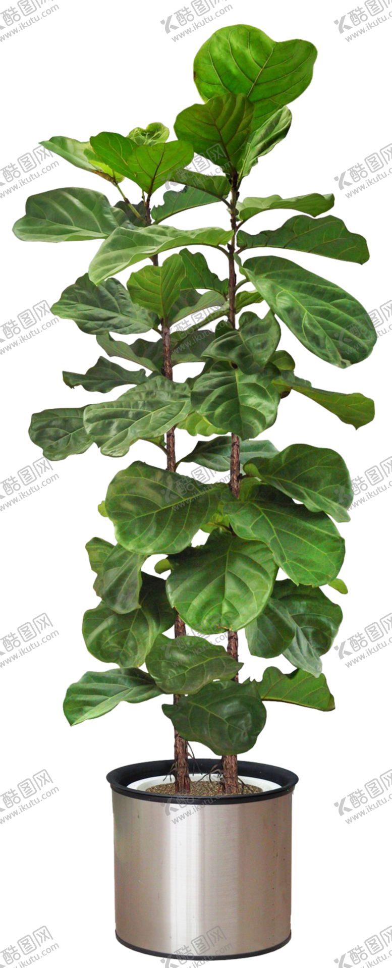 编号：57229209191350377461【酷图网】源文件下载-盆景图片