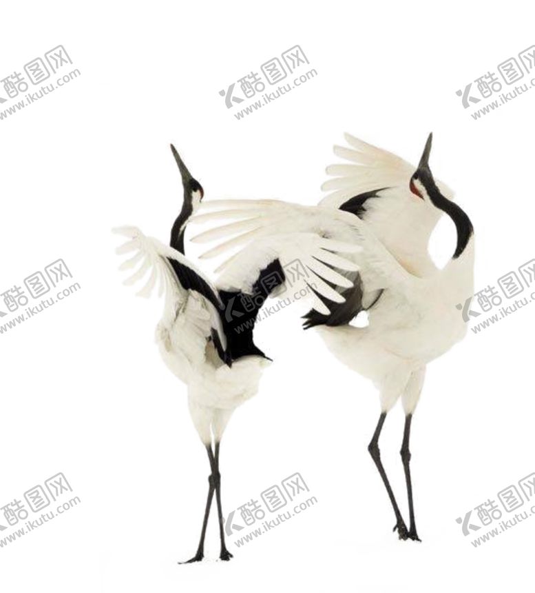 编号：94953606260319543043【酷图网】源文件下载-仙鹤