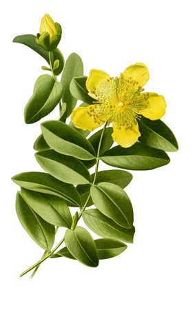 复古鲜花植物装饰图案