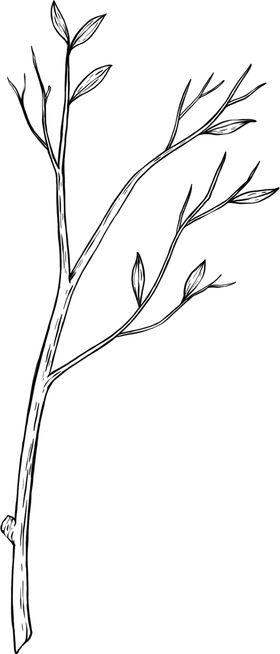 树枝素描