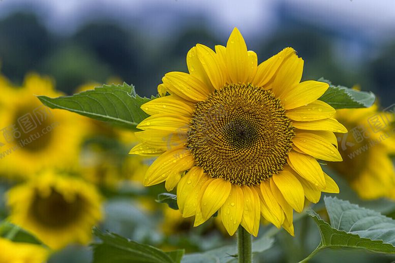 编号：74245211191909144408【酷图网】源文件下载-向日葵