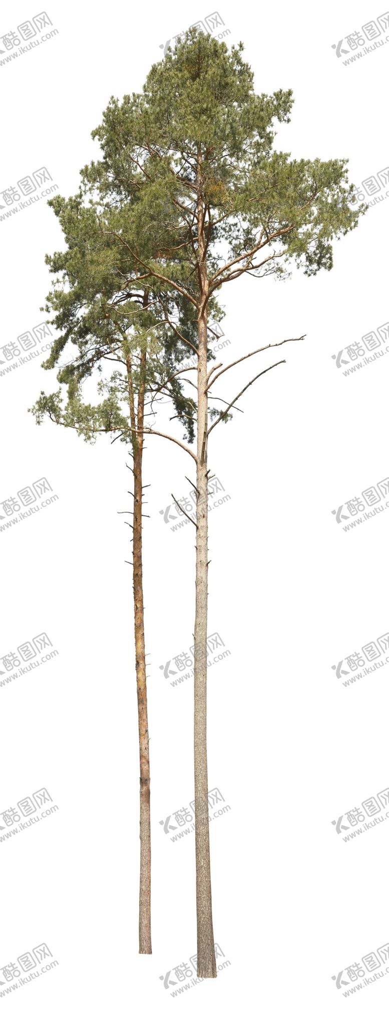 编号：74861309301311247623【酷图网】源文件下载-树
