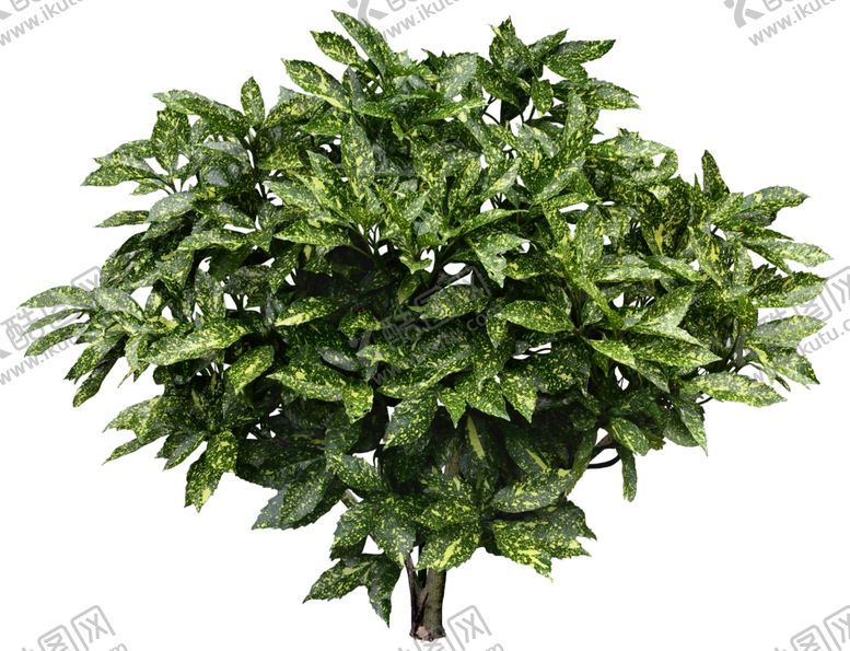 编号：75841710031824153766【酷图网】源文件下载-洒金东瀛珊瑚