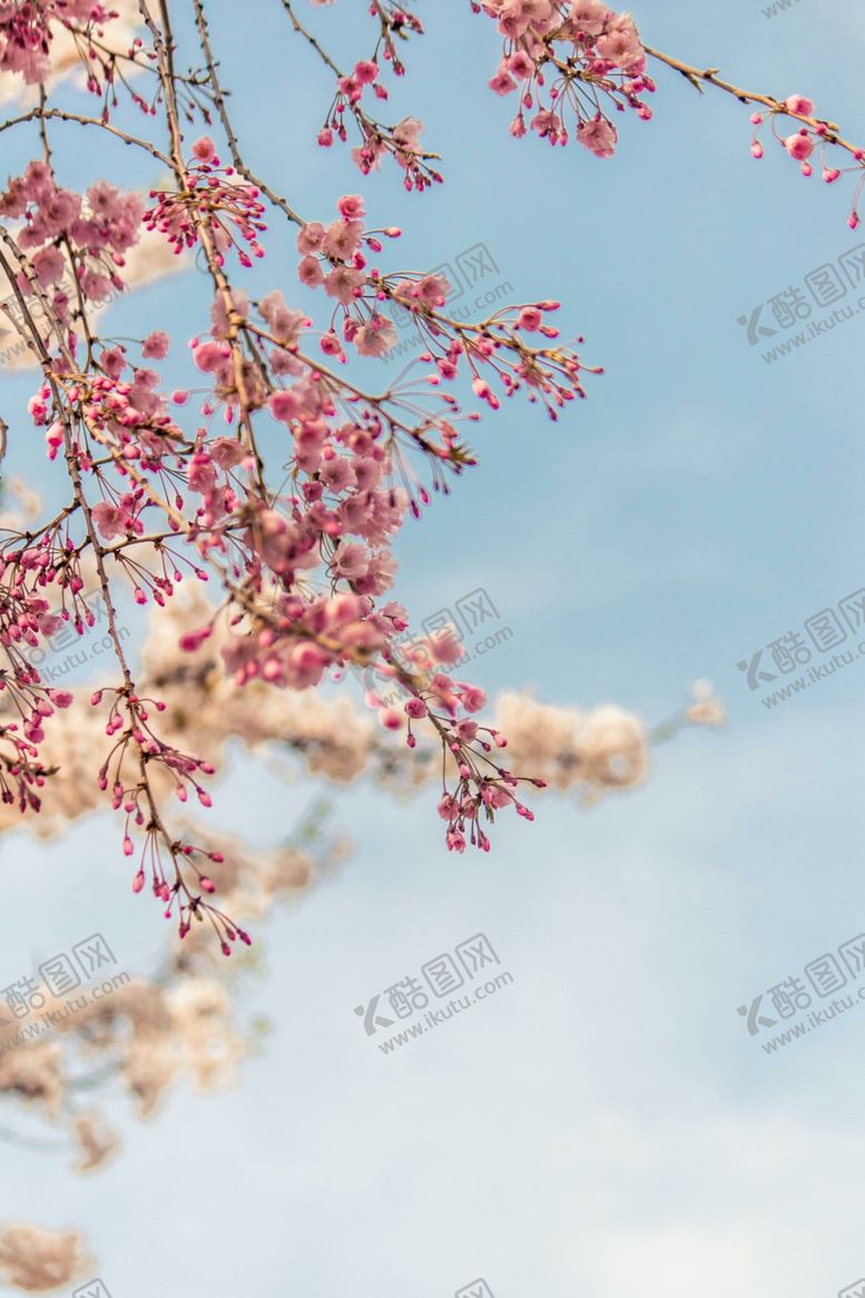 编号：51500112230204353719【酷图网】源文件下载-樱花