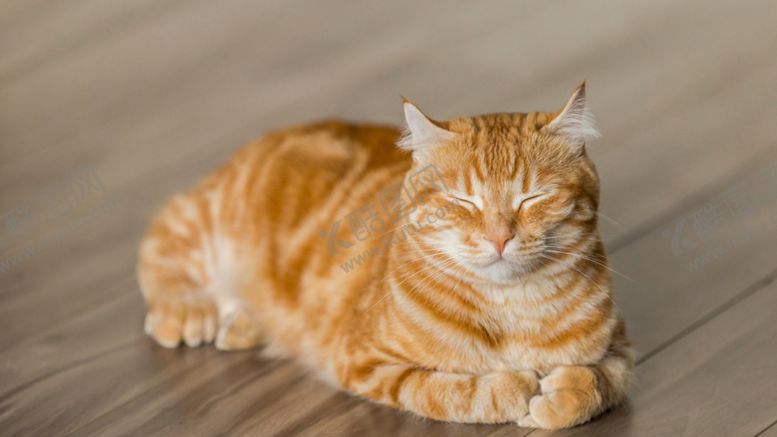 编号：62362302021445272155【酷图网】源文件下载-睡着的橘猫