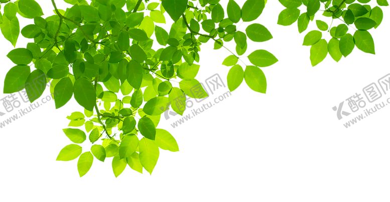 编号：51254009111833328791【酷图网】源文件下载-绿色背景