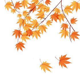 枫叶