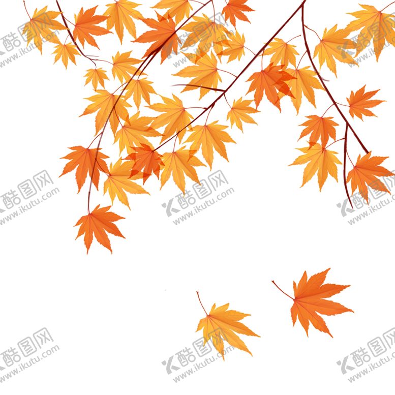 编号：51075407081733182686【酷图网】源文件下载-枫叶