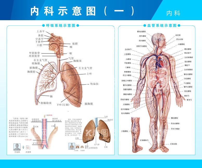 编号：65051511191721557511【酷图网】源文件下载-呼吸系统和血管系统剖视图.