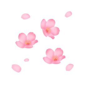 手绘春天飘扬花瓣花朵桃花樱花卡