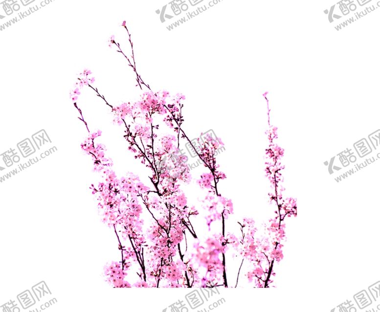 编号：31570407050209243448【酷图网】源文件下载-桃花