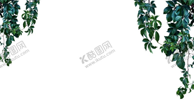 编号：17932310232347029049【酷图网】源文件下载-植物