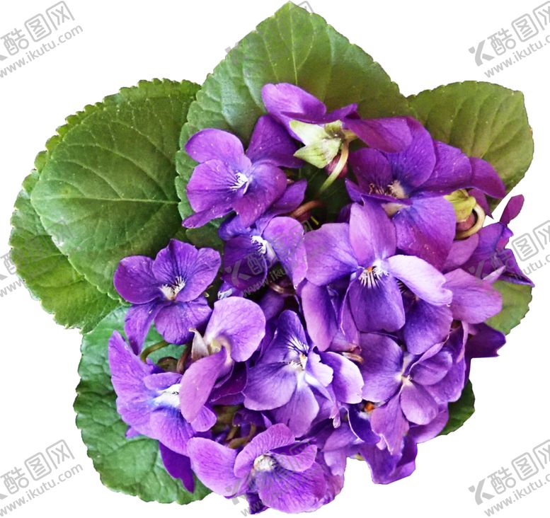 编号：75679002080242425075【酷图网】源文件下载-鲜花