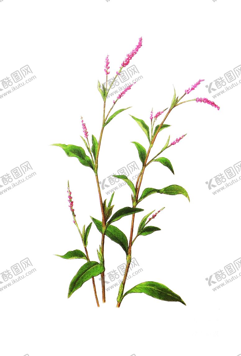 编号：94980710011414168073【酷图网】源文件下载-绿色植物