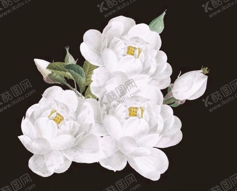 编号：55316501262253146250【酷图网】源文件下载-山茶花矢量图