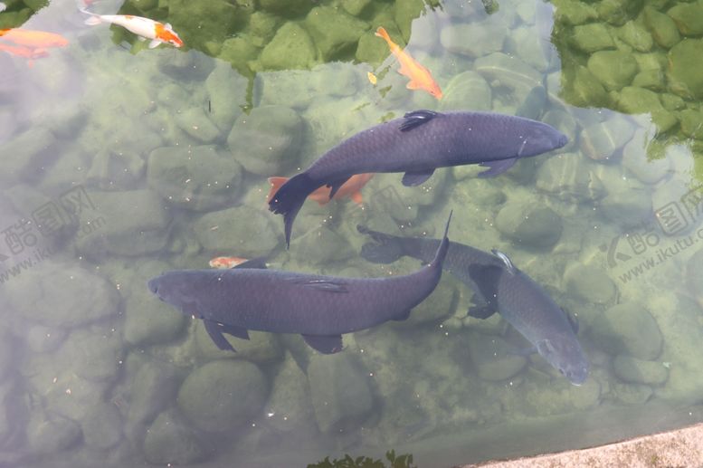 编号：93466511271201573088【酷图网】源文件下载-大青鱼