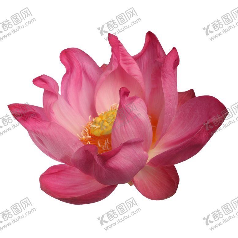 编号：71473906301118308507【酷图网】源文件下载-鲜花素材