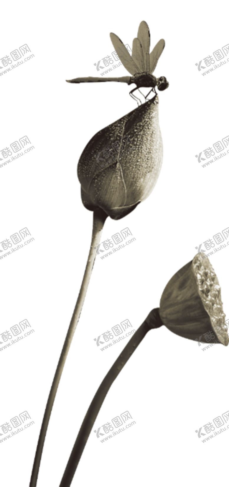 编号：24336709161957329833【酷图网】源文件下载-蜻蜓