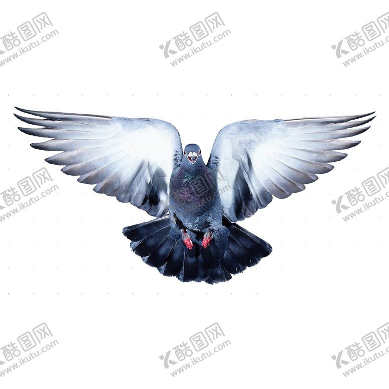 编号：10672506242034281696【酷图网】源文件下载-鸽子