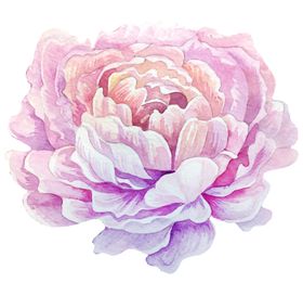 水彩植物