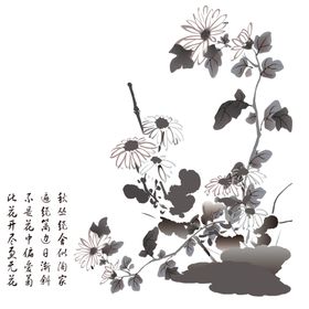 水墨菊花