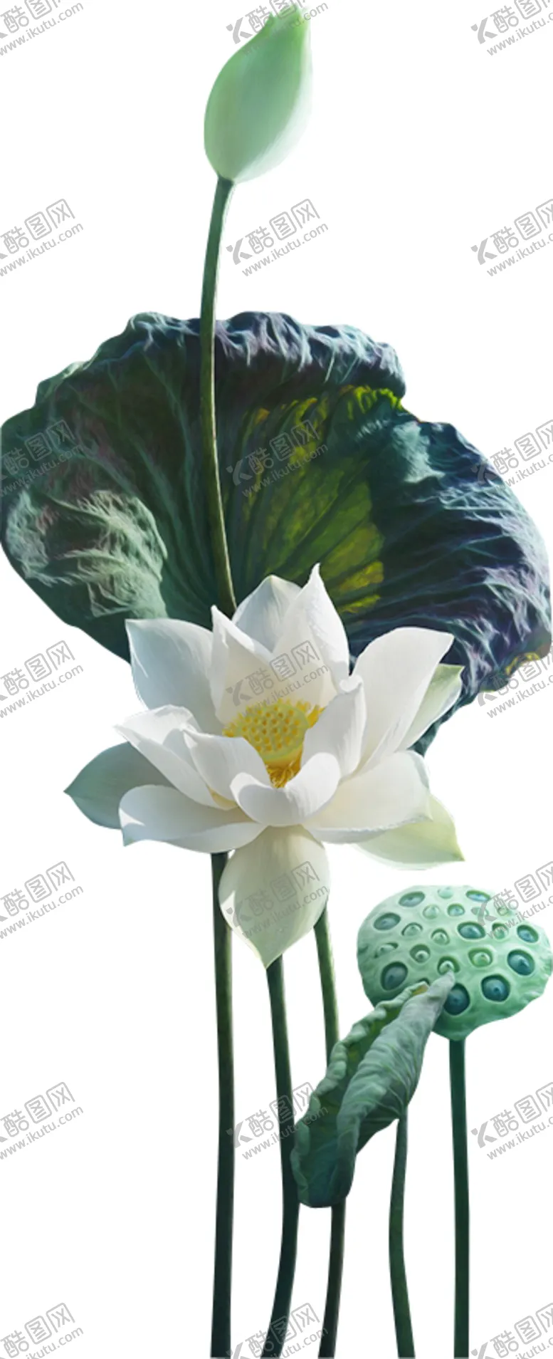 编号：73024706272039175413【酷图网】源文件下载-荷花元素