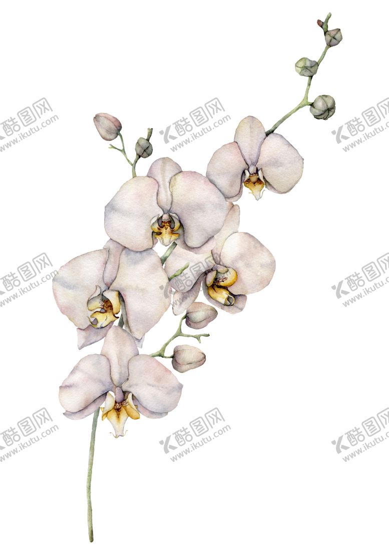编号：80078806151054248746【酷图网】源文件下载-植物花朵装饰图案