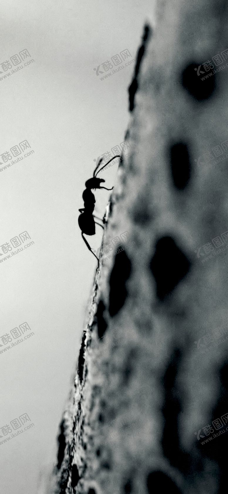 编号：76494305171723123878【酷图网】源文件下载-手机壁纸