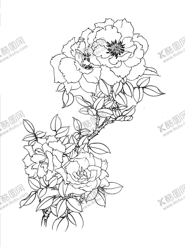 编号：19637109141006148870【酷图网】源文件下载-牡丹花
