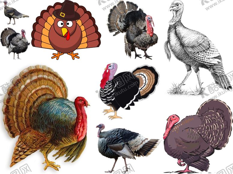 编号：60905509100204229364【酷图网】源文件下载-珠鸡png免扣高清素材