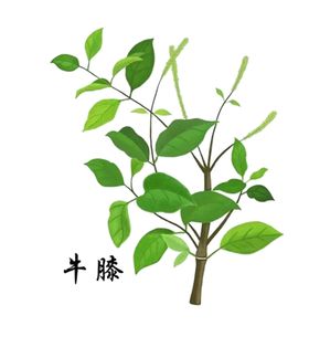 草本植物药材