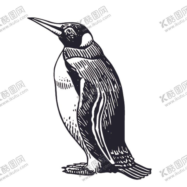 编号：18877710281002535984【酷图网】源文件下载-飞鸟线稿绘画图案