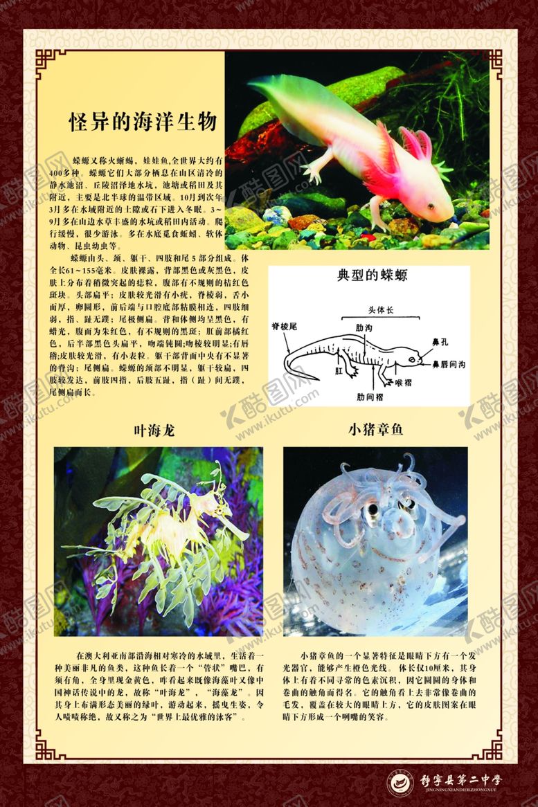 编号：75143309231307316222【酷图网】源文件下载-海洋生物